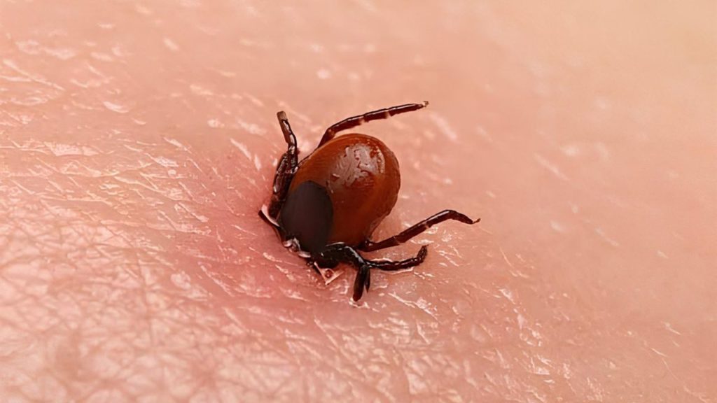 Kene ve KKKA Tehdidi Yeniden Gün yüzüne Çıkıyor