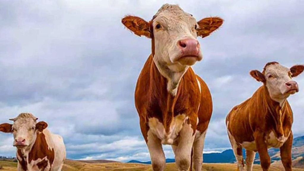 Kurban Bayramı Öncesi Doğu Anadolu’dan Batı İlleri’ne Kurbanlık Sevkiyatı