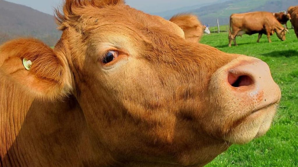 Kurban Bayramı Öncesi Hayvan Sevk ve Kesim Güvenliği Tedbirleri