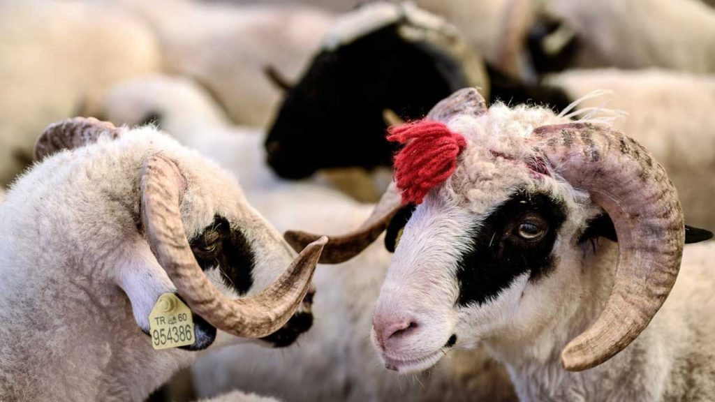Kurban Bayramı Öncesi Kurbanlık Alım ve Satımda Yeni Düzenlemeler