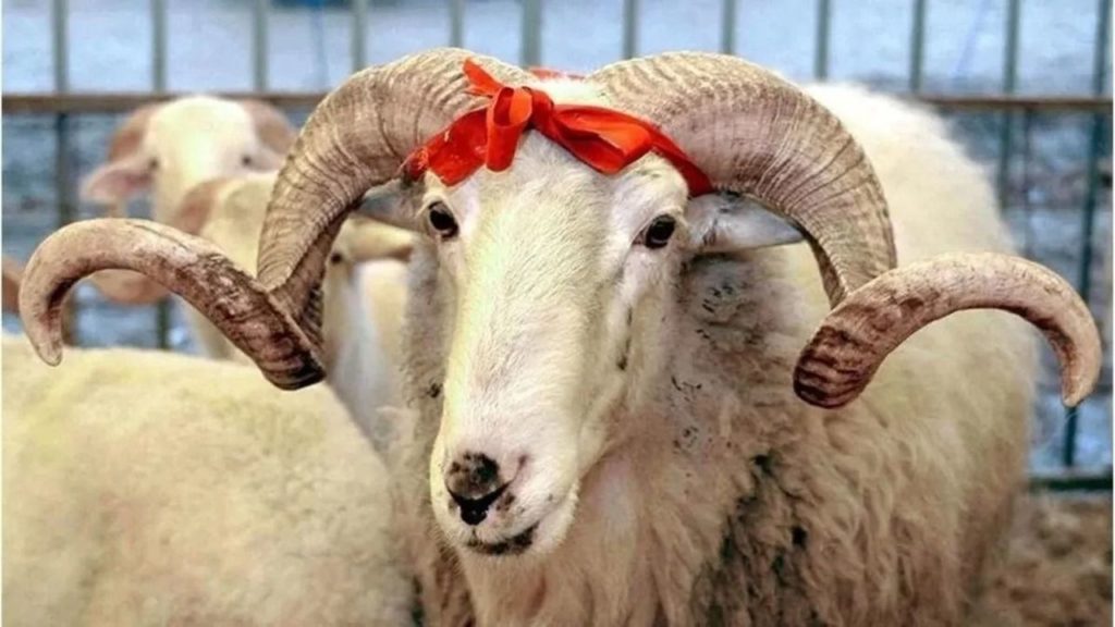 Kurban Bayramı Tatil Süresi Uzayabilir Mi? Bakan Ersoy’dan Açıklamalar