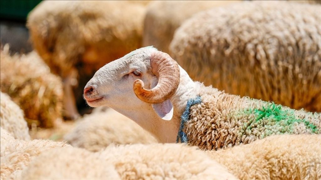 Kurban Kampanyalarında Büyük Hareketlilik ve Farklı Bedellerle Bağış Seçenekleri