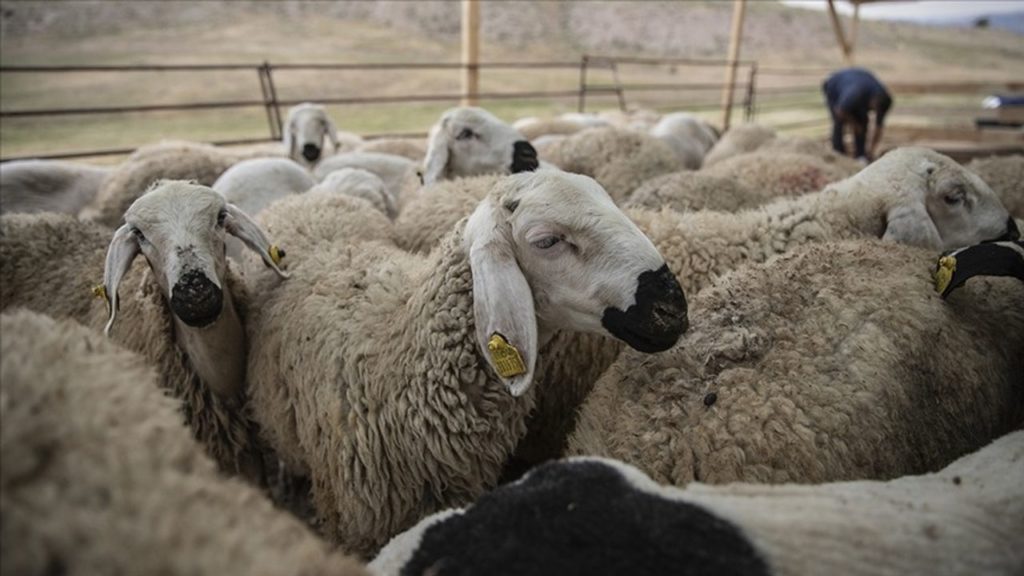 Kurbanlık Hareketlilik ve Güvenlik Önlemleri Duyurusu