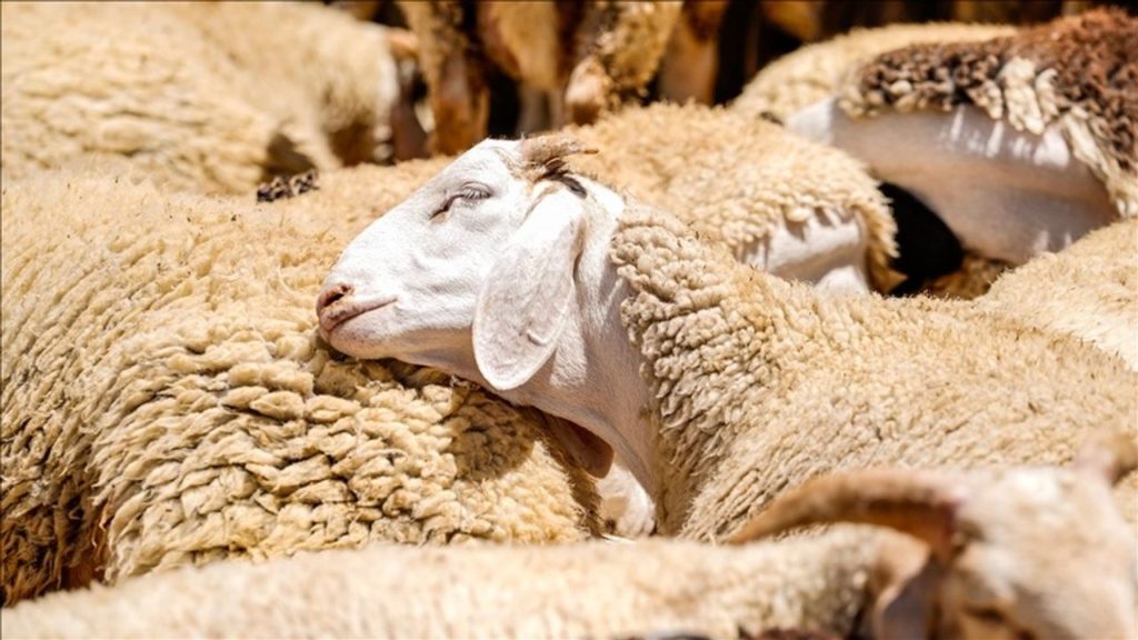 Kurbanlık Hayvan Satışları ve Piyasa Durumu Değerlendirmesi