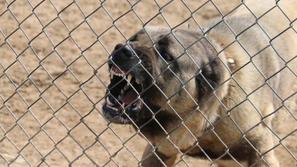 Orta Doğu Ülkeleri Kangal Köpeklerine Talep Gösteriyor