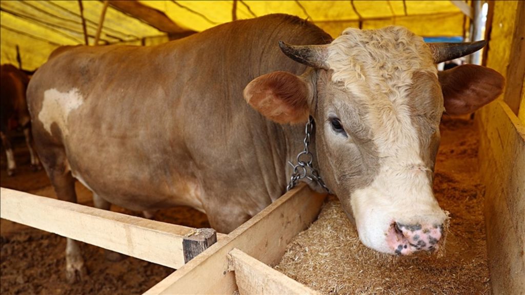 Prof. Dr. Ali Gücükoğlu’ndan Kurban Seçimi ve Kesimiyle İlgili Önemli Tavsiyeler