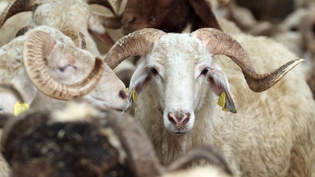 Sahte Bağış Sitelerine Dikkat: Dolandırıcılar Kurban Bayramı’nda Çalışmalarını Artırdı