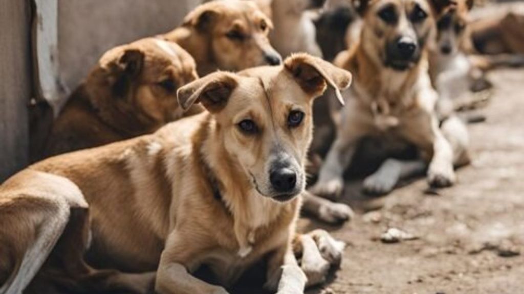 Sivas’ta Güvenlik Toplantıları ve Asayiş Çalışmaları