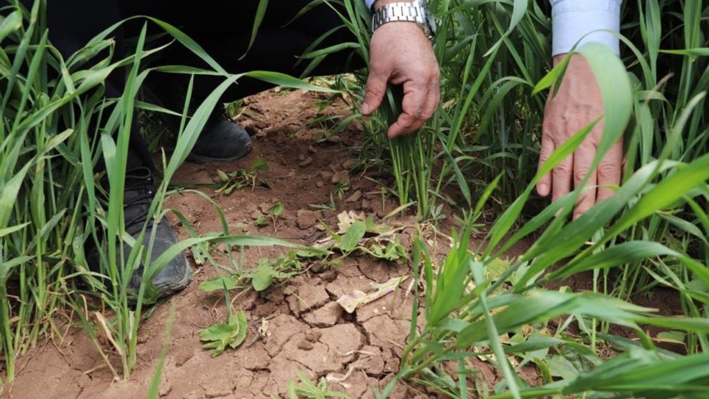 Sivas’ta Hububat Üretiminde İklim Değişikliğinin Etkileri ve Çiftçilere Uyarılar