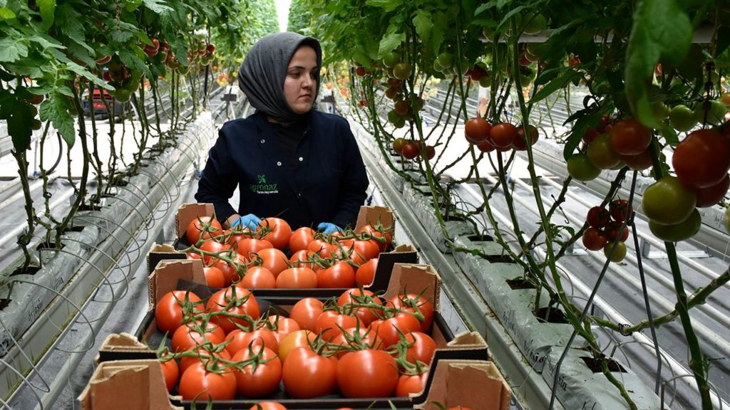 Sivas’ta Jeotermal Enerjiyle Üretilen Domatesler Avrupa Pazarında