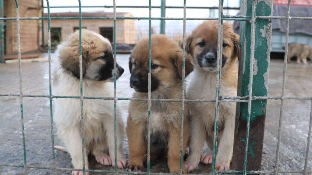 Sivas’ta Sokak Hayvanları ve Rehabilitasyon Merkezi Toplantısı Gerçekleştirildi