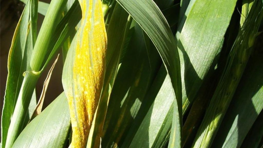 Tarım ve Orman İl Müdürlüğü’nden Hububat Pas Hastalığı Uyarısı