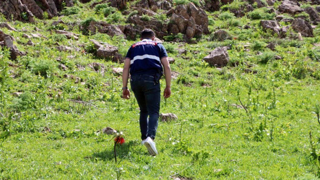 Ters Lalelere Sahip Çıkmak Zorunda Kalındı: Hakkari ve Çevresinde Lalelere Yoğun İlgi