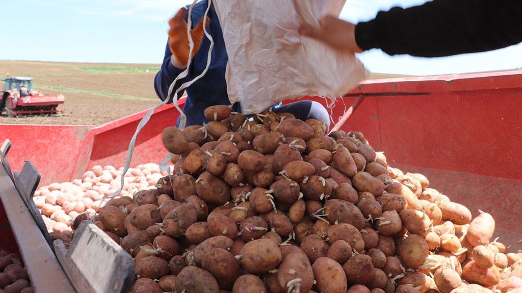 Türkiye’nin En Lezzetli Patatesi Sivas’ta Yetişiyor! İşte Sırrı…