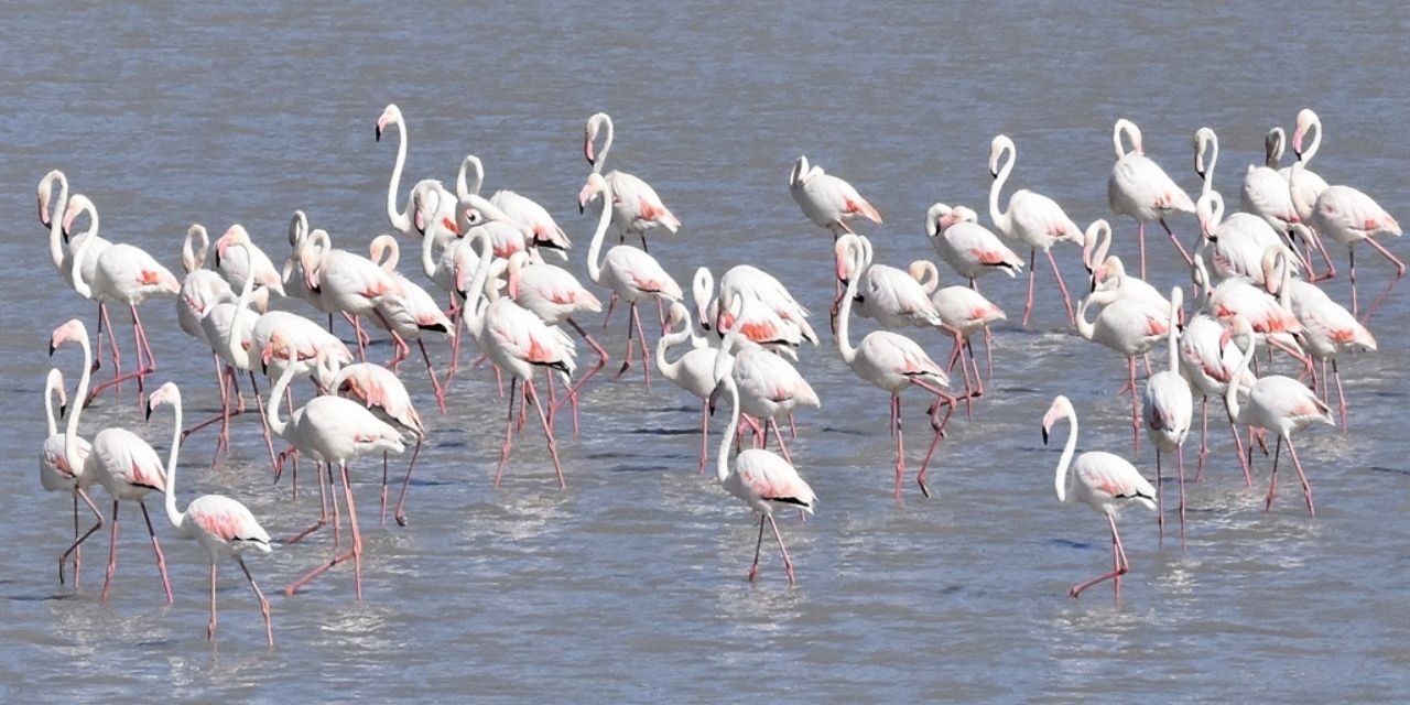 Ulaş Gölü, Göçmen Kuşların Konaklama Noktasına Dönüştü