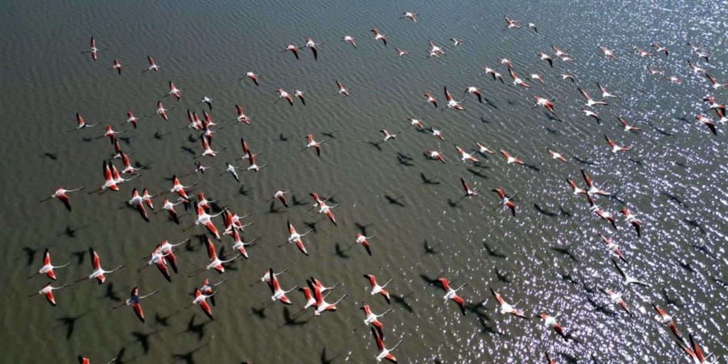 Ulaş Gölü’nde Göçmen Kuşlar Güzellikleriyle Göz Kamaştırıyor