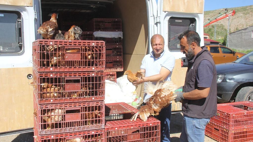 Zara Ziraat Odası Çiftçilere Tavuk ve Fide Desteği Sağladı