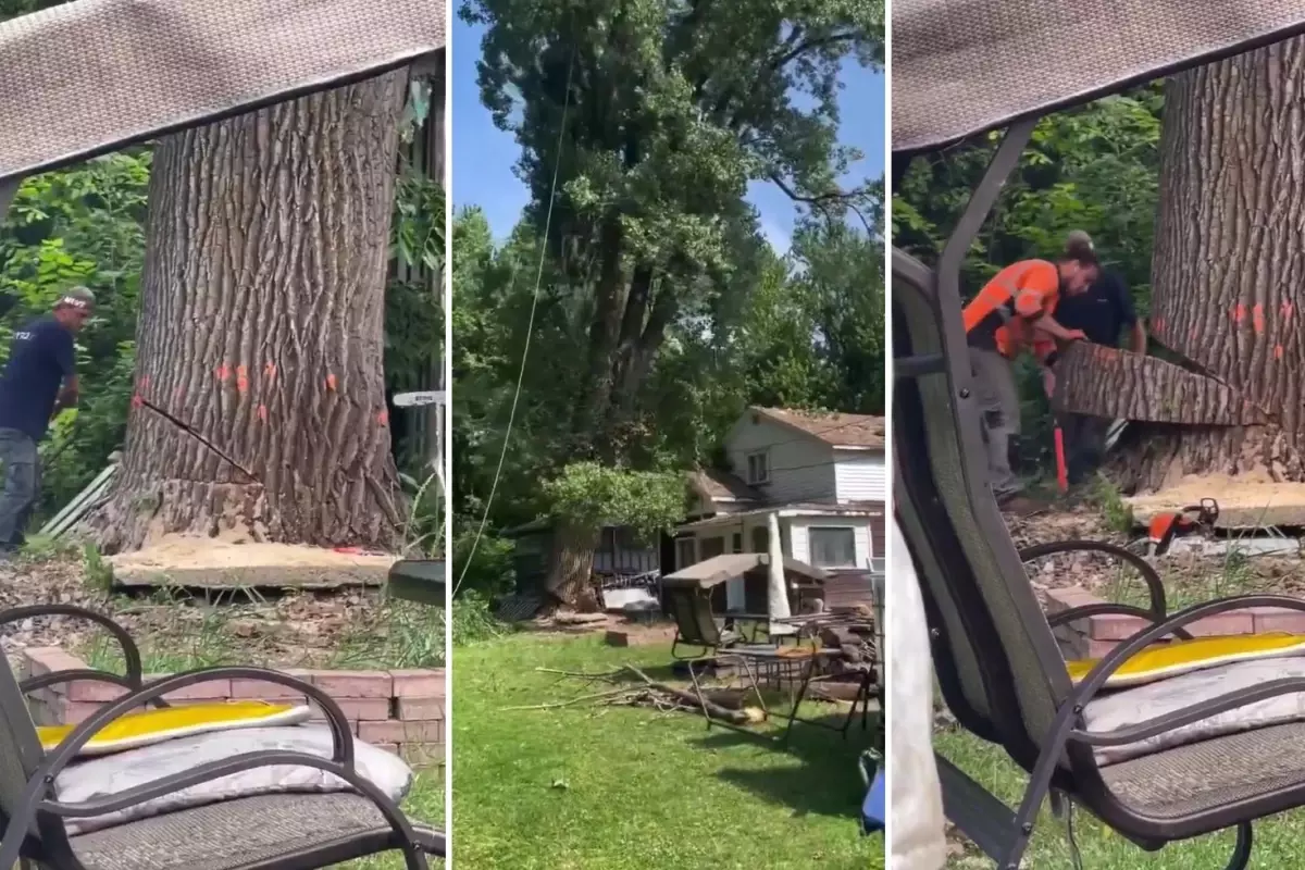 Asırlık Ağaç Evin Üzerine Devrildi: Aile Felaketle Karşılaştı