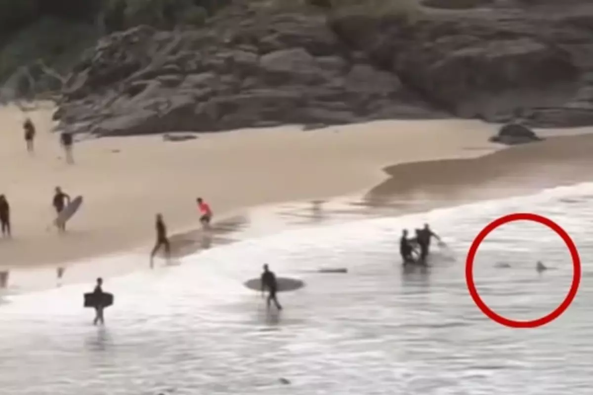 Avustralya’da Köpekbalığı Saldırısı: 16 Yaşındaki Genç Yaralandı