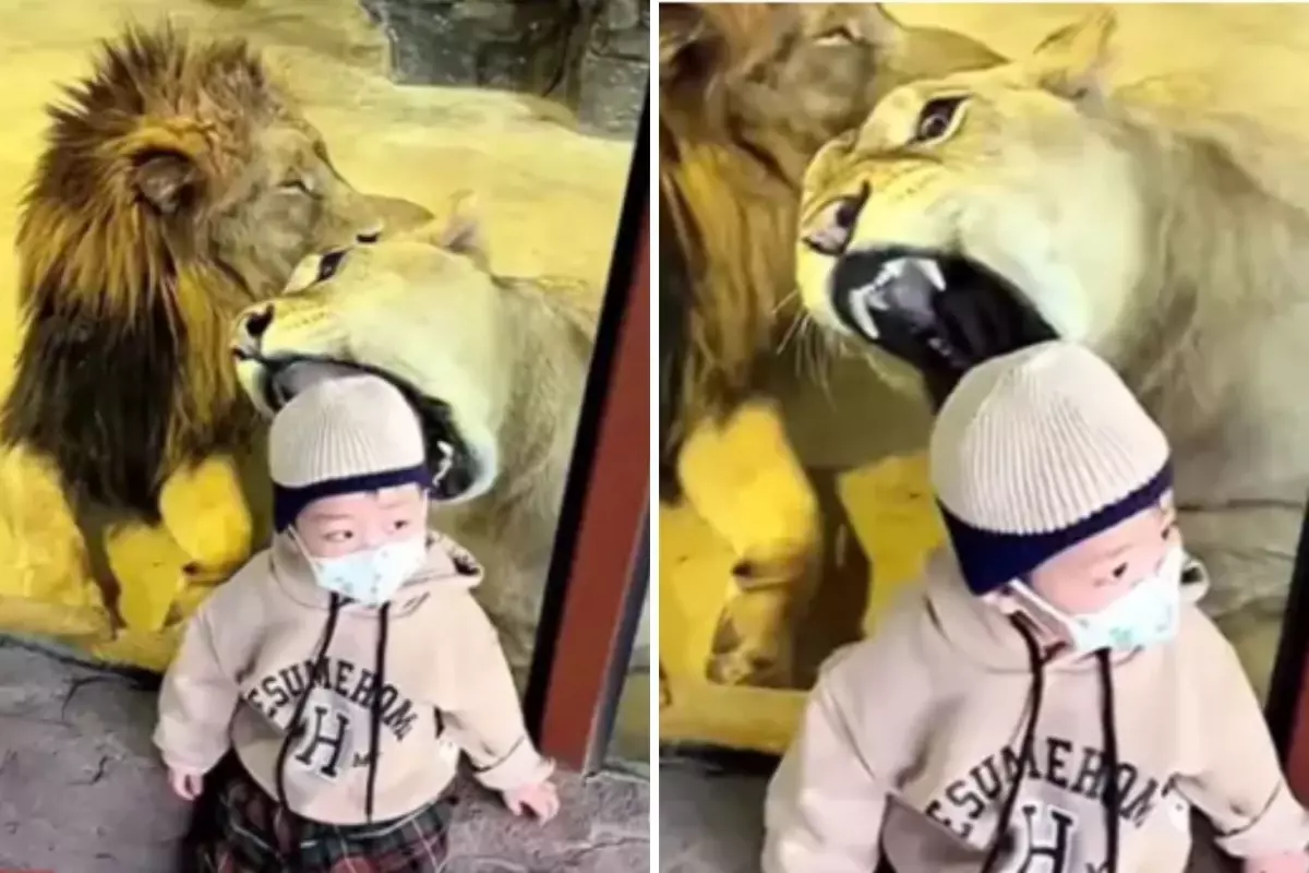 Çin’de Aslanın Çocuk Saldırısı Gündemi Sarsıyor