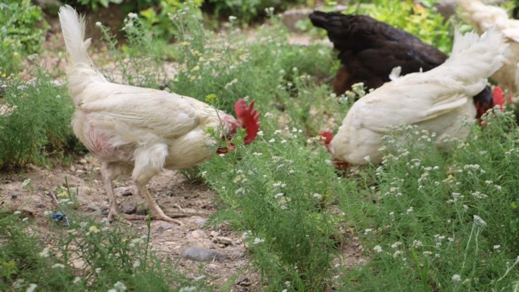 Doğal Ekosistemdeki Bozulmalar Kene Vakalarnı Artırıyor