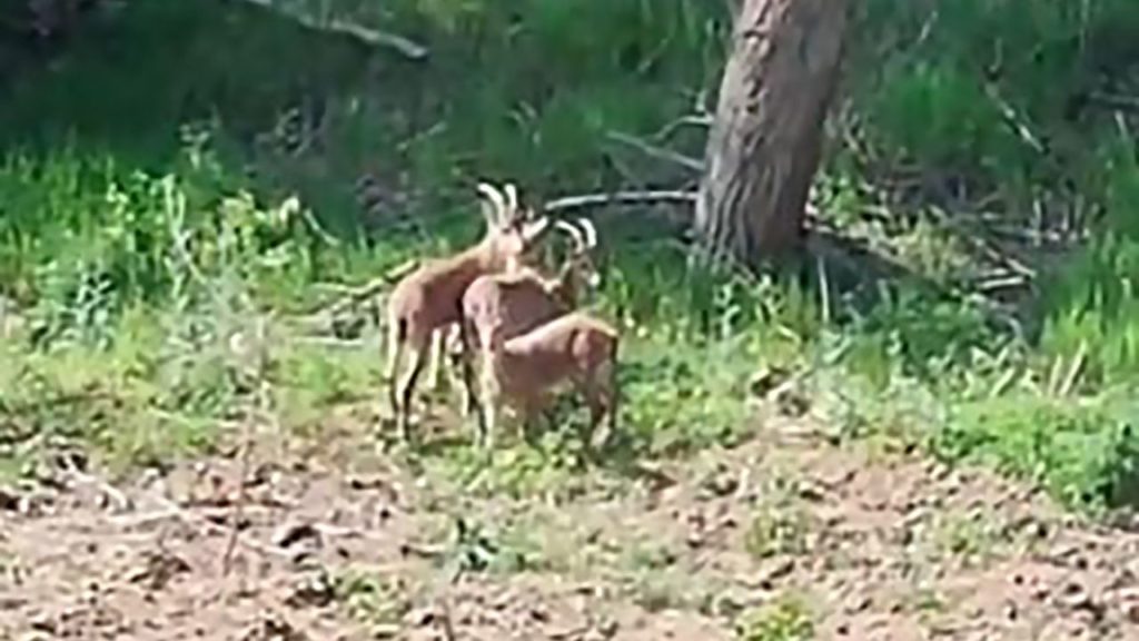 Gürün’de Kayısı Bahçesinde Yaban Keçisi Görüntüleri Heyecan Yaratıyor