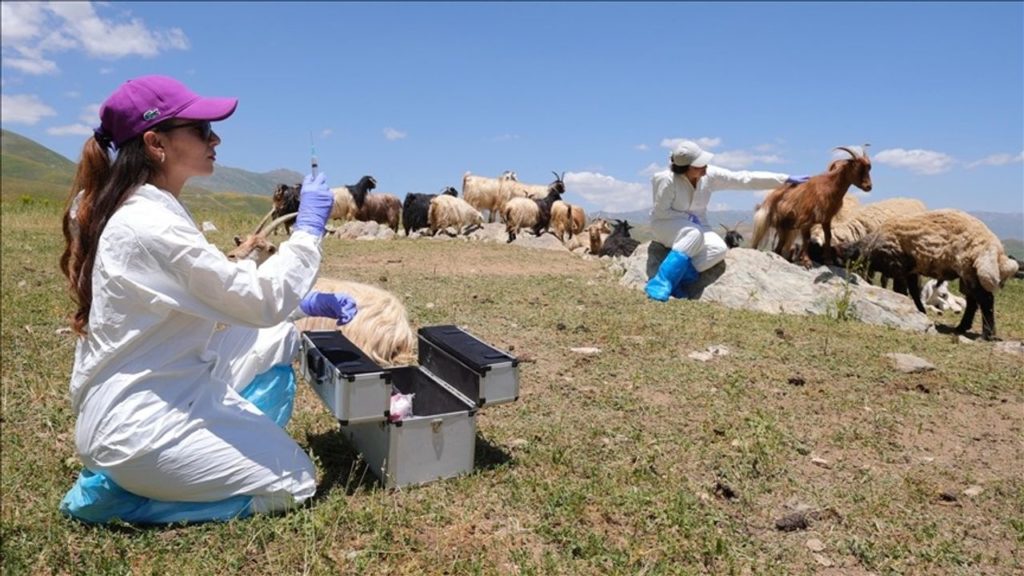 Hakkari’de Şap Hastalığına Karşı Yoğun Aşı Çalışması ve Alınan Önlemler