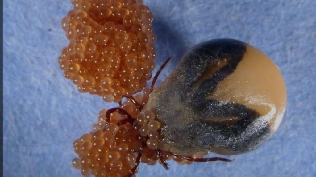 Hava Sıcaklıklarındaki Artışla Birlikte Kene Vaka Sayısı Artıyor