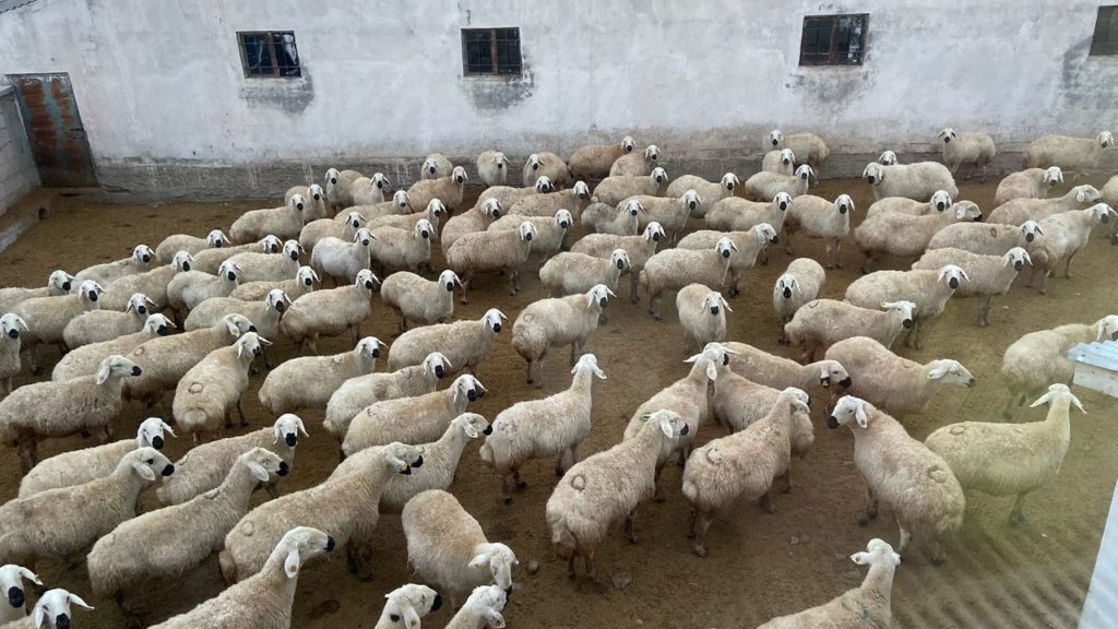Kangal’da Şap Hastalığı Alarmı: Yetkililere Acil Müdahale Çağrısı