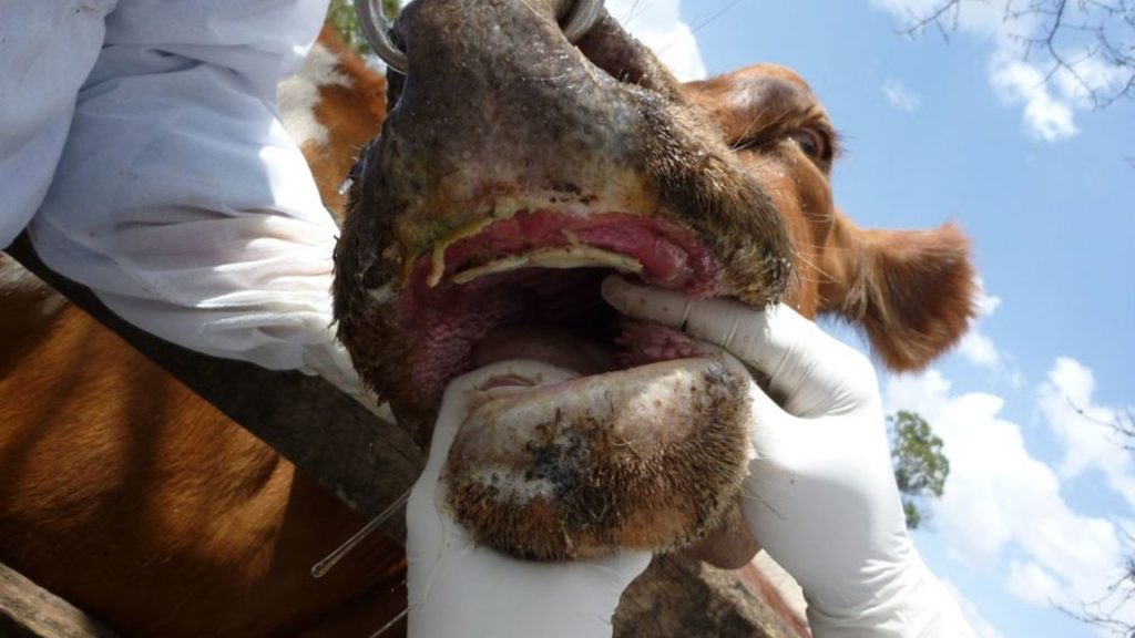 Kangal’da Şap Hastalığı İddialarına Kamuoyundan Rahatlatıcı Açıklama