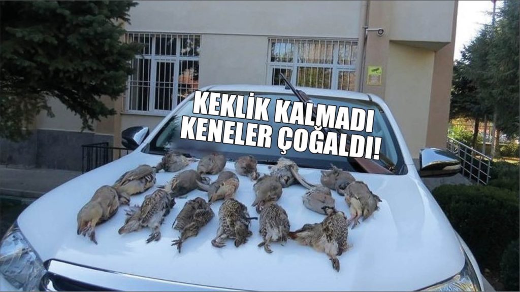 Keklik Nüfusunda Azalma ve Kene Mücadelesi Üzerine Güncel Gelişmeler