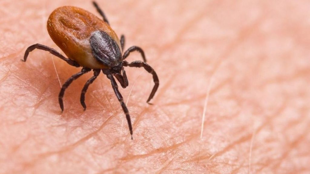 Kene Popülasyonundaki Artış ve Artan Tehlikeler Üzerine Uzman Görüşleri