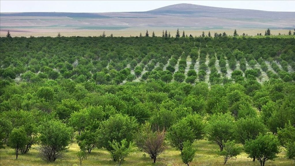 Konya Gözlü Tarım İşletmesi’nde Badem Ormanlarıyla Çevre ve Zararlı Mücadele Çalışmaları