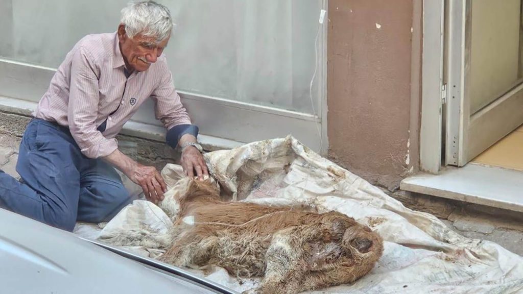 Koyulhisar’da Aşırı Sıvı Kaybı Yaşayan Buzağına Hızlı Müdahale