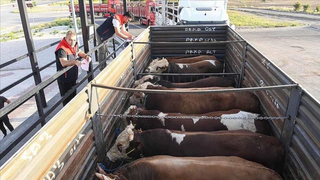 Kurban Bayramı Öncesi Hayvan Sevkiyatında Veteriner Kontrol ve Denetimler