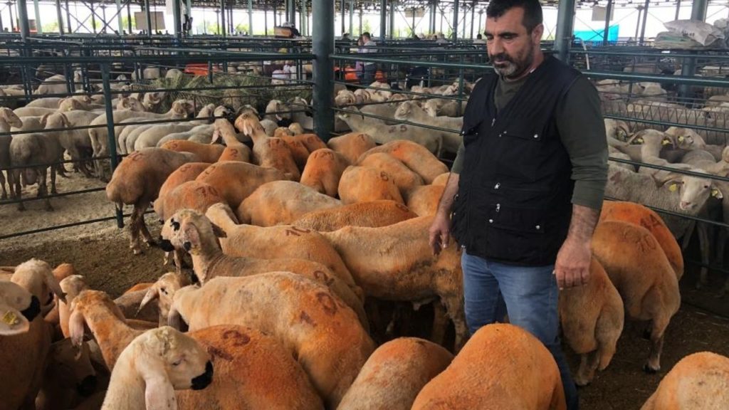 Kurban Bayramı’nda Hayvan Pazarlarında Talep Artışı ve Sivas Kangalı Kuzuların Özellikleri