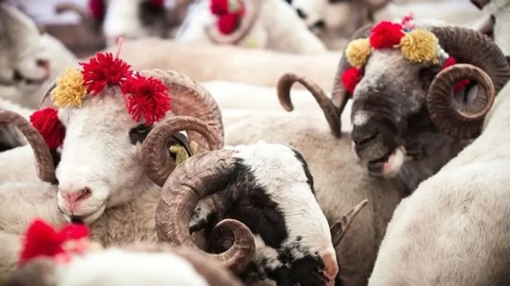 Kurban Bayramı’nda Kurban Kesimi ve Usulüne Dikkat Çekilen Noktalar