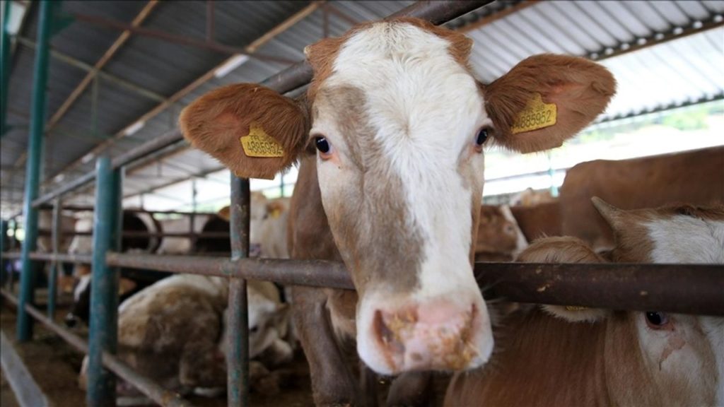Kurbanlık Alımında ve Kesiminde Dikkat Edilmesi Gerekenler
