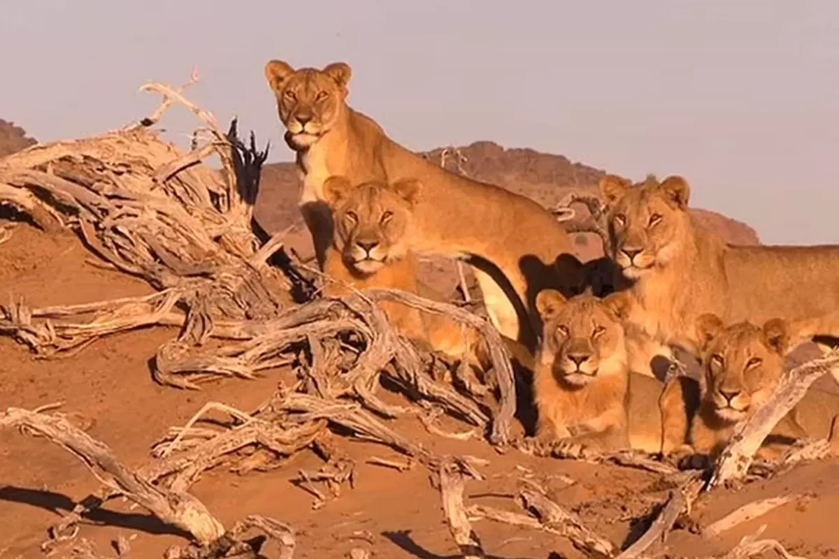 Namibya’da Aslan Saldırısında Bir Ölüm