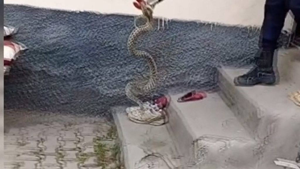 Şarkışla’da Yılan İtfaiye Ekipleri Tarafından Yakalandı