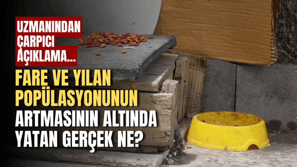 Şehir Merkezinde Yılan Popülasyonu Artışı Endişe Yarattı