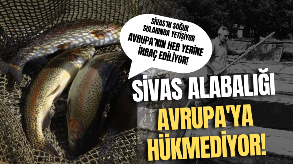 Sivas’ta Alabalık Üretiminde Yeni Ufuklar Açılıyor