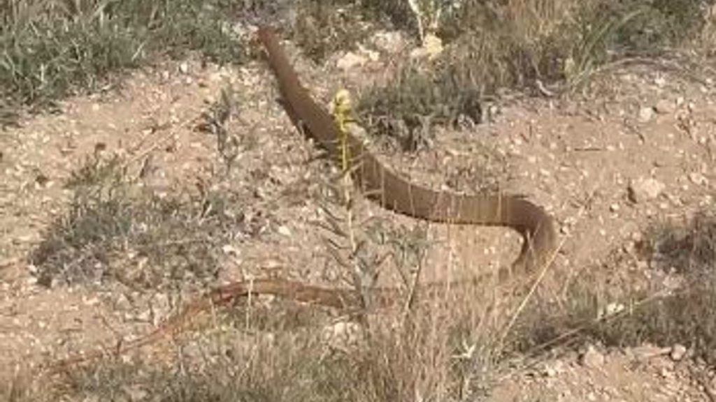 Sivas’ta Artan Yılan Gözlemleri: Gürün’de Büyük Boyutlu Yılan Görüntülendi
