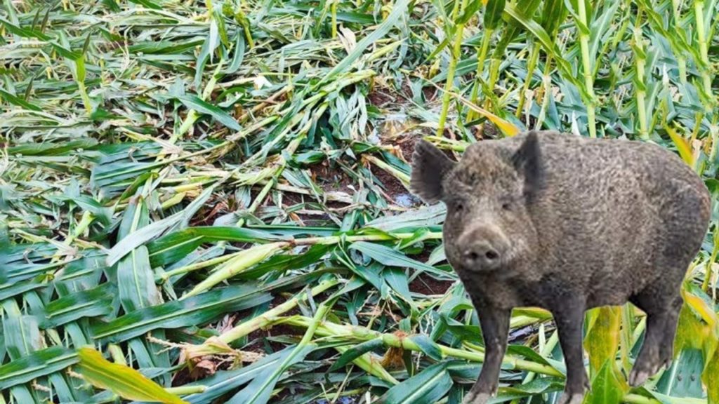 Sivas’ta Domuz Sürüleri Tarla Zararına Neden Oluyor
