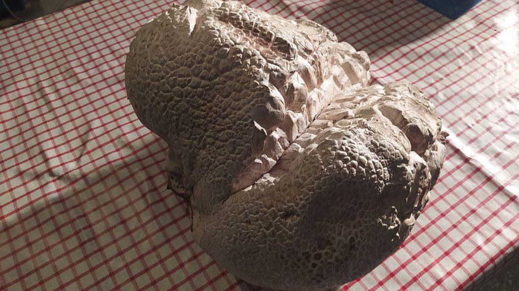 Sivas’ta Gurbetçinin Devasa Mantar Sevinci