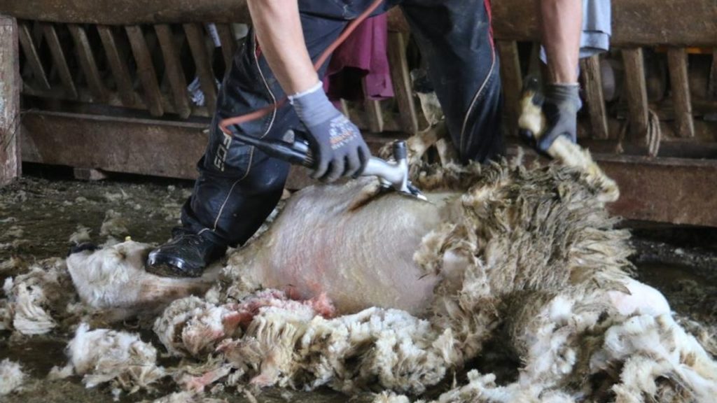 Sivas’ta Koyun Kırkımı Sezonu Başladı