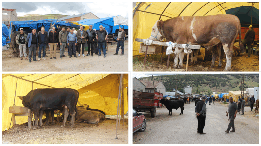Sivas’ta Kurban Pazarı Yeni Yerine Taşındı, Besiciler ve Vatandaşlar Mağdur Oldu