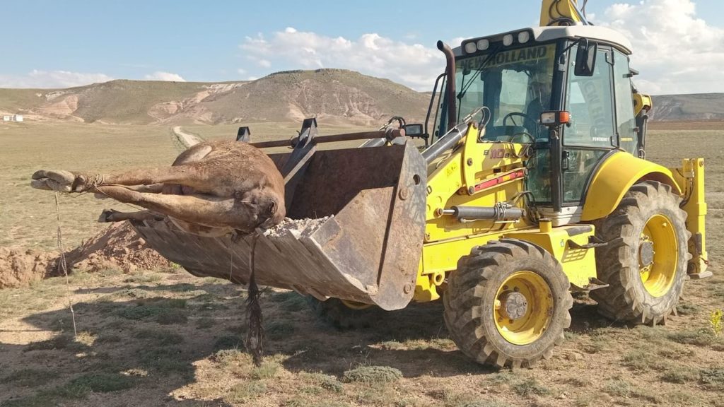 Sivas’ta Şap Hastalığı Ciddi Kayıplara Neden Oluyor