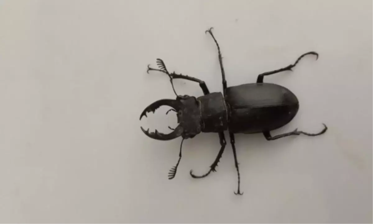 Tavas’ta Görülen Nesli Tükenme Tehlikesi Altındaki Geyik Böceği İlgi Çekiyor