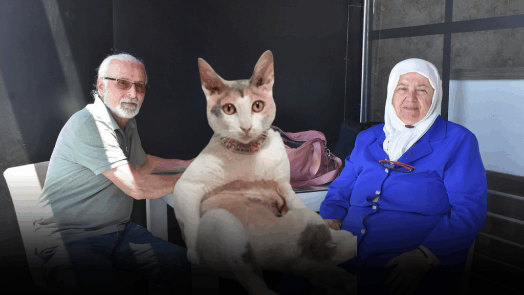Trabzon’dan Erzincan’a Giden Yavuz Çifti, Kayıp Kedileri Venüs İçin Seferber Oldu